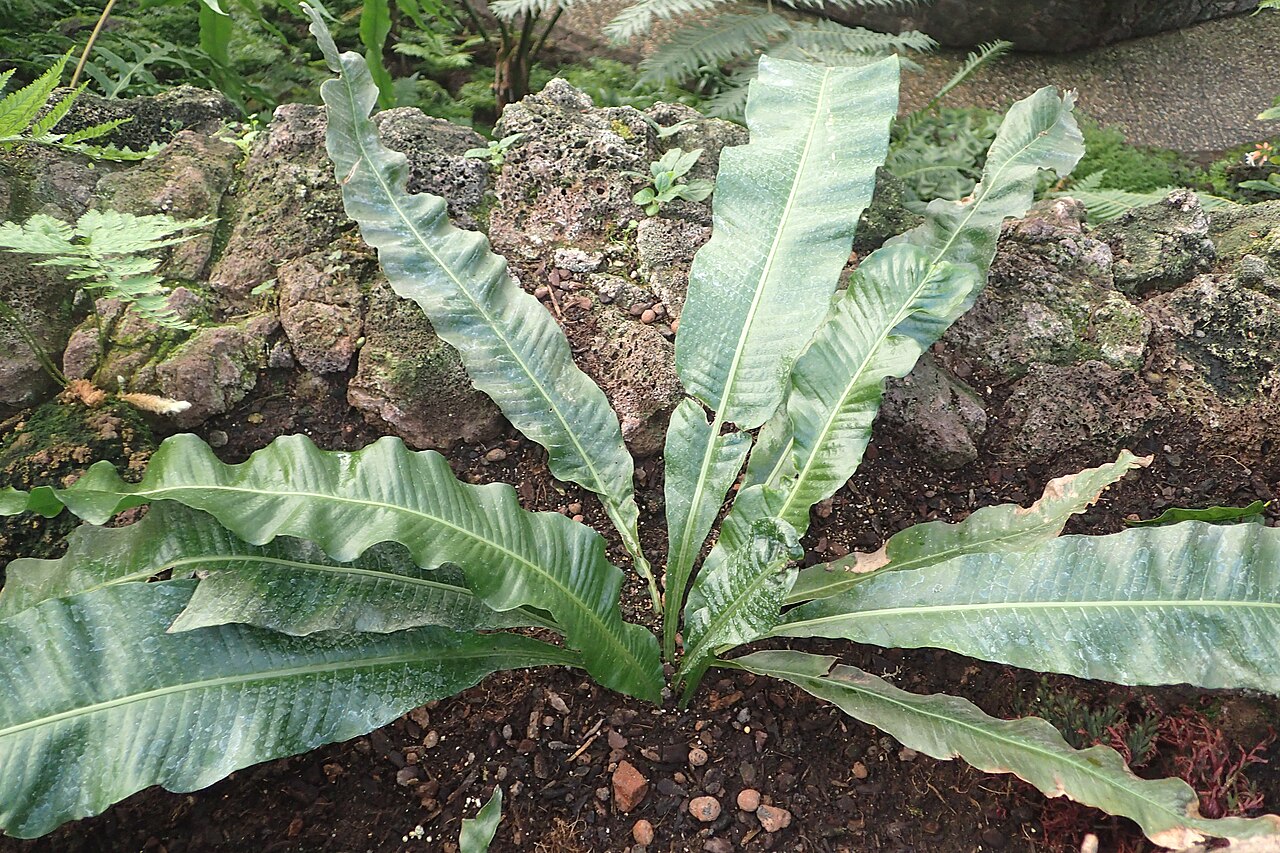 Birdwing fern: Campyloneurum latum (= Campyloneurum brevifolium) in the Botanischer Garten, Berlin-Dahlem