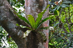 Birdwing fern (Campyloneurum brevifolium)