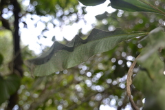 Tailed strapfern (Campyloneurum costatum)