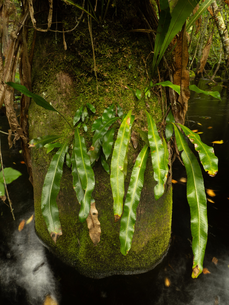 Tailed strapfern (Campyloneurum costatum)