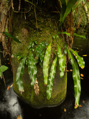 Tailed strapfern (Campyloneurum costatum)