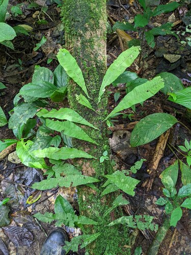 Campyloneurum fuscosquamatum (Campyloneurum fuscosquamatum)