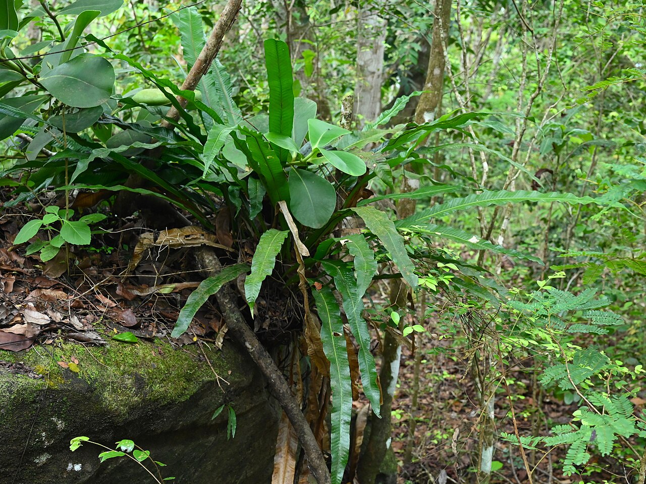 Long strapfern: Campyloneurum phyllitidis between Deshaies and Morne Mazeau on Guadeloupe