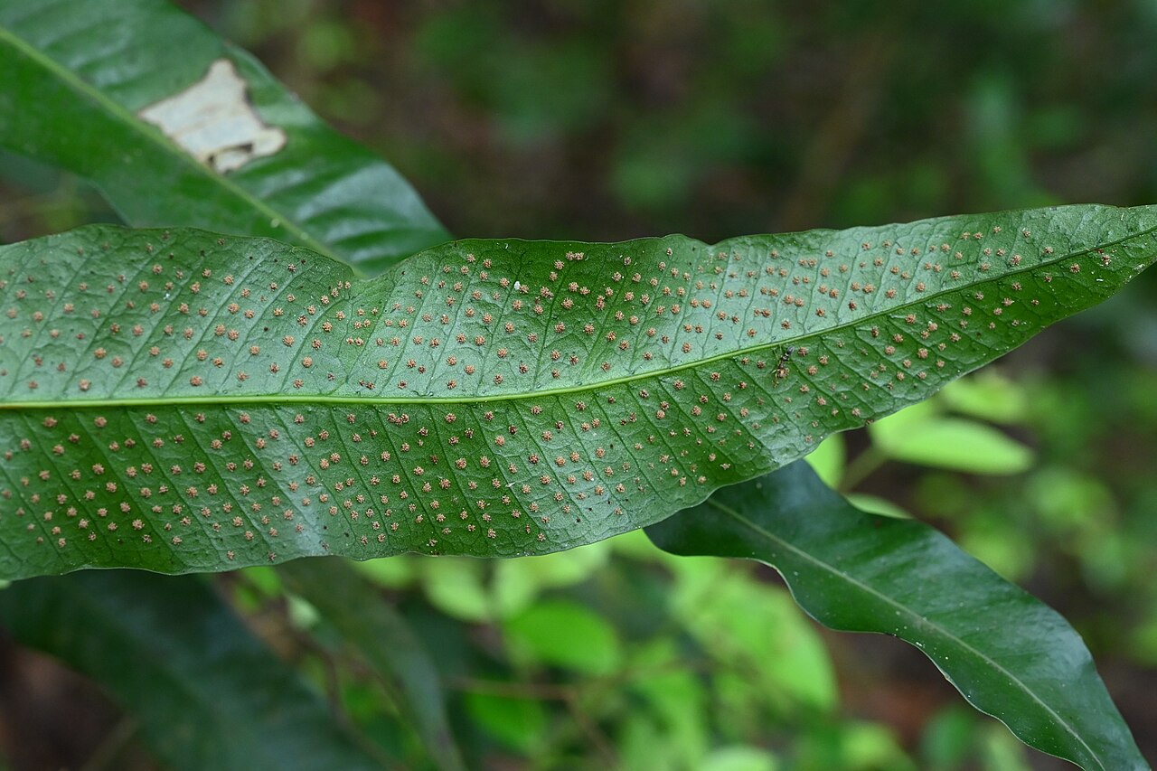 Long strapfern: Campyloneurum phyllitidis between Deshaies and Morne Mazeau on Guadeloupe