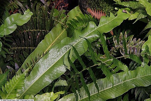 Long strapfern: Location taken: United States Botanic Garden. Names: Campyloneurum philliditis , Florida Strap Fer Classification: Plantae > Pteridophyta > Polypodiopsida > Pol