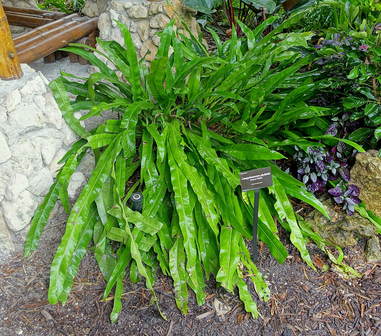 Long strapfern: Botanical specimen in McKee Botanical Garden - Vero Beach, Florida, USA.