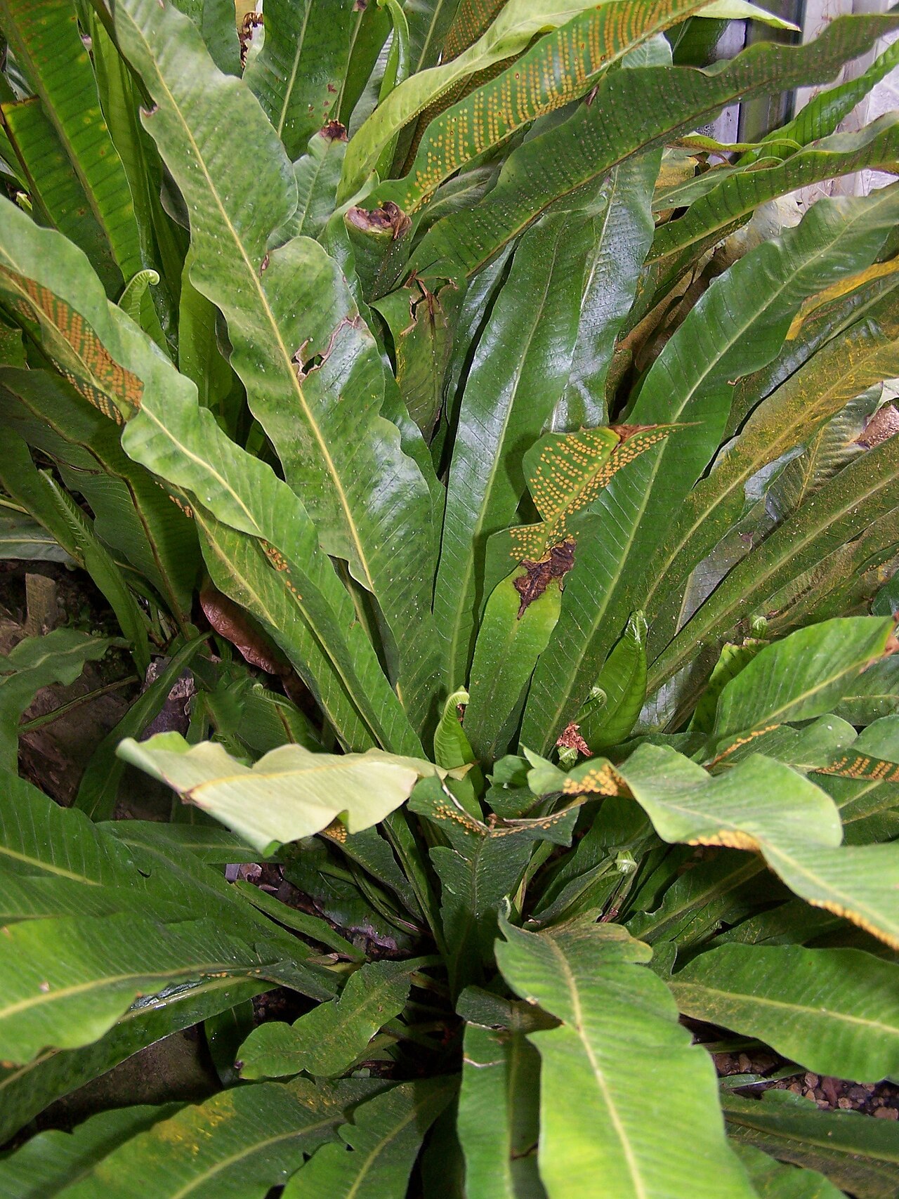 Long strapfern: Campyloneurum phyllitidis 17 juin 2006 Vieux jardin botanique de Göttingen