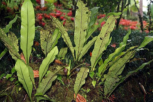 Long strapfern: Location taken: Wilson Botanical Garden, Las Cruces Biological Station, Costa Rica. Names: Campyloneurum phyllitidis (L.) Presl, Central American Strap Fern, Co