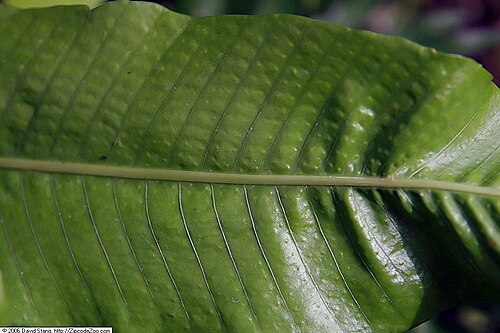 Long strapfern: Location taken: United States Botanic Garden. Names: Campyloneurum philliditis , Florida Strap Fer Classification: Plantae > Pteridophyta > Polypodiopsida > Pol