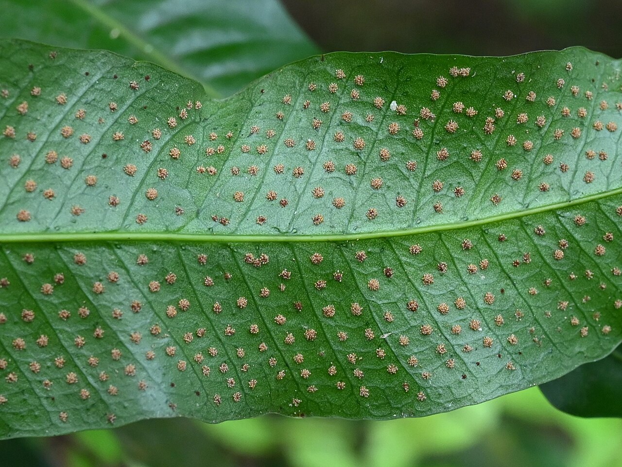 Long strapfern: Campyloneurum phyllitidis between Deshaies and Morne Mazeau on Guadeloupe
