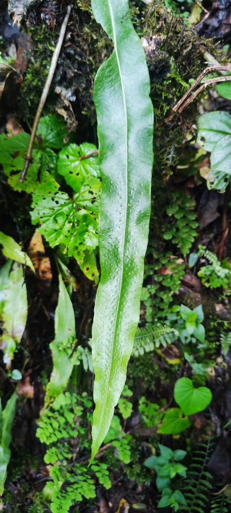 Creeping strapfern (Campyloneurum repens)