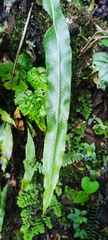 Creeping strapfern (Campyloneurum repens)