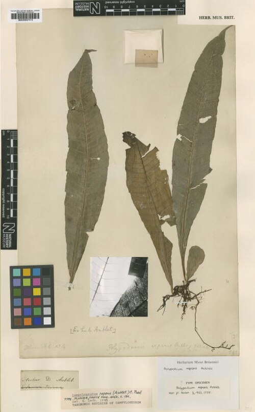 Creeping strapfern: Polypodium repens Aubl. (= Campyloneurum repens (Aubl.) C.Presl ) - herbier collecté par Aublet en Guyane, conservé au British Museum BM000937413