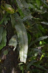 Creeping strapfern (Campyloneurum repens)