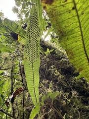 Creeping strapfern (Campyloneurum repens)