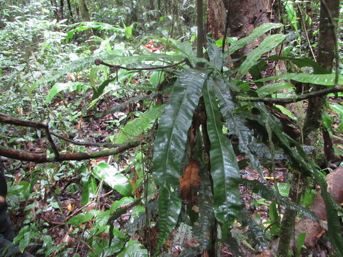 Creeping strapfern (Campyloneurum repens)