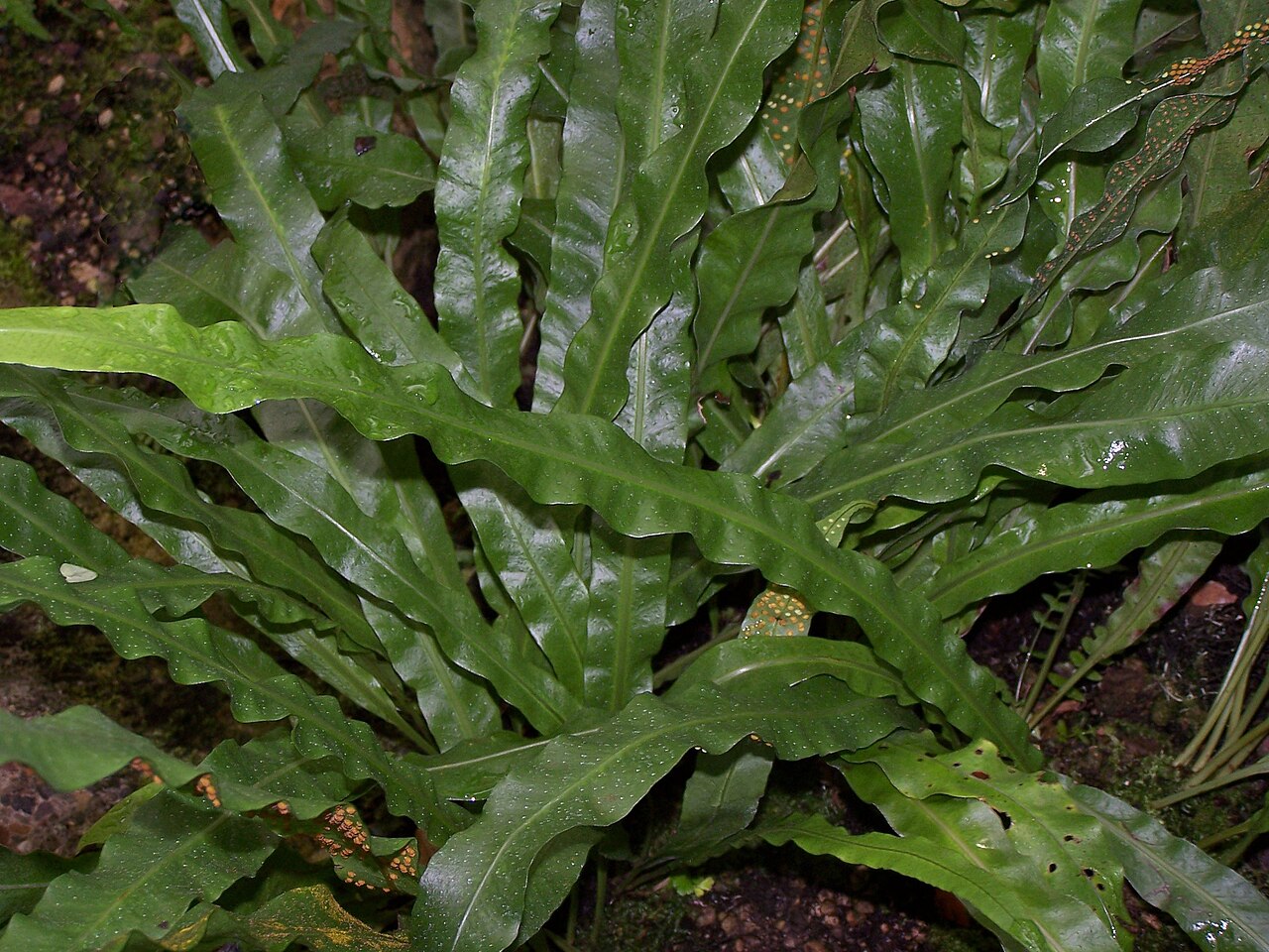 Campyloneurum xalapense: Campyloneurum xalapense 17 juin 2006 Vieux jardin botanique de Göttingen