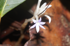 Campylosiphon purpurascens (Campylosiphon purpurascens)
