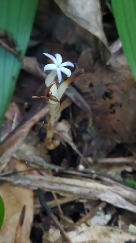 Campylosiphon purpurascens (Campylosiphon purpurascens)