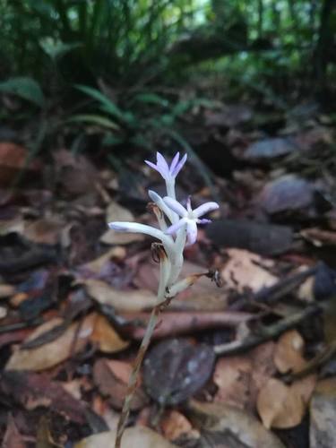 Campylosiphon purpurascens (Campylosiphon purpurascens)