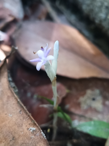 Campylosiphon purpurascens (Campylosiphon purpurascens)