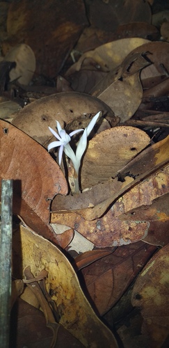 Campylosiphon purpurascens (Campylosiphon purpurascens)