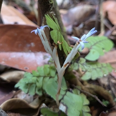 Campylosiphon purpurascens (Campylosiphon purpurascens)
