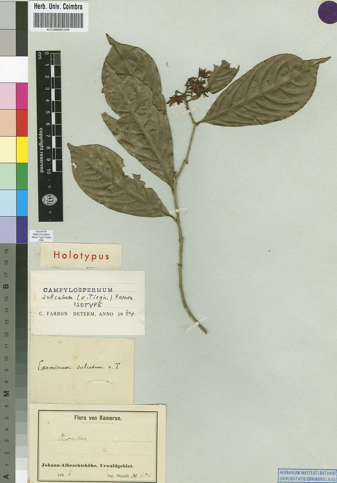 Campylospermum sulcatum: Photograph of Isotype of Campylospermum sulcatum at Herbarium of the University of Coimbra, Portugal (COI). Specimen COI00005189. http://coicatalogue.uc.pt/spec
