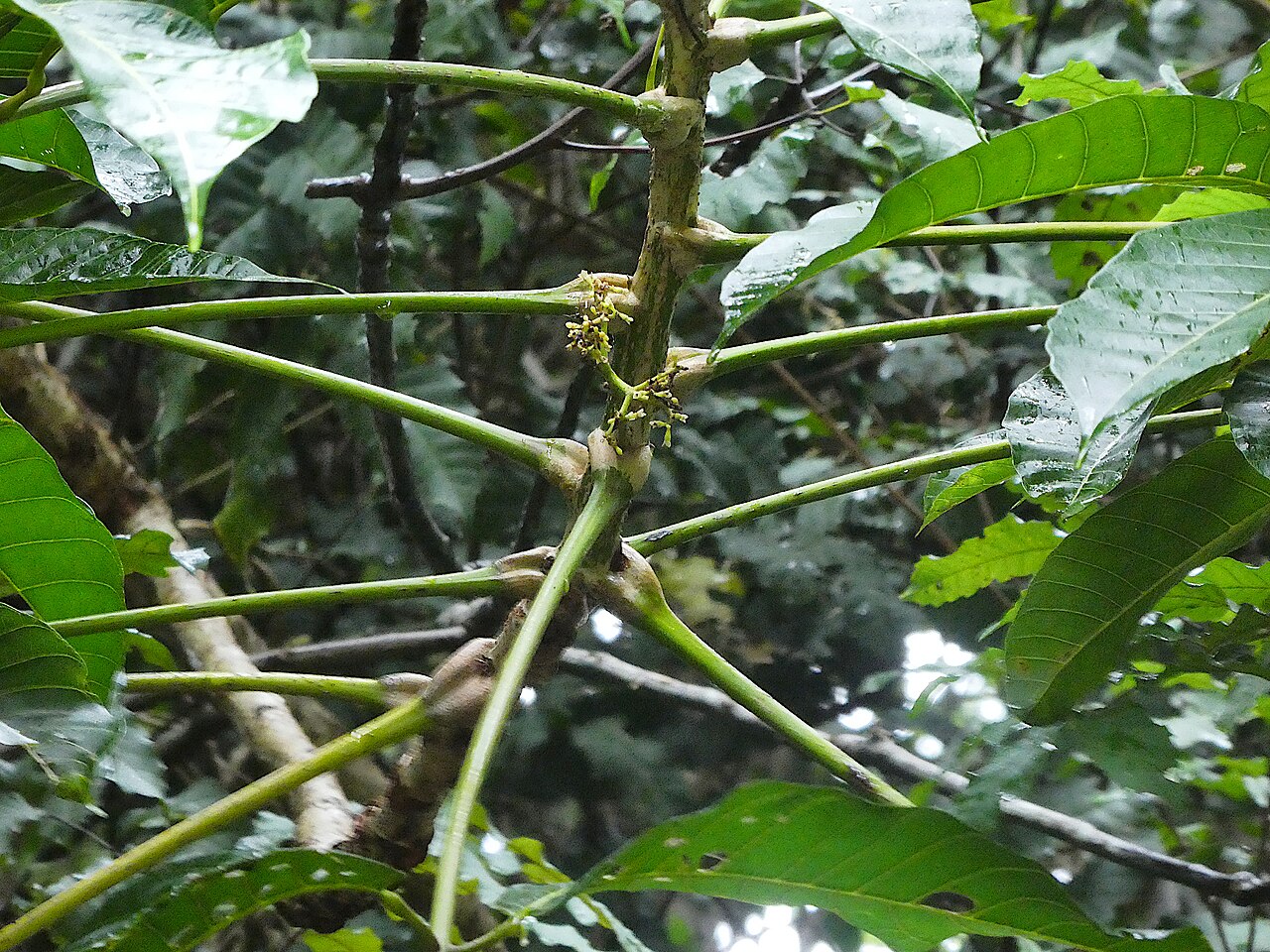 Canarium acutifolium: Canarium acutifolium petiole bases and inflorescence. Cairns , Queensland, May 2024
