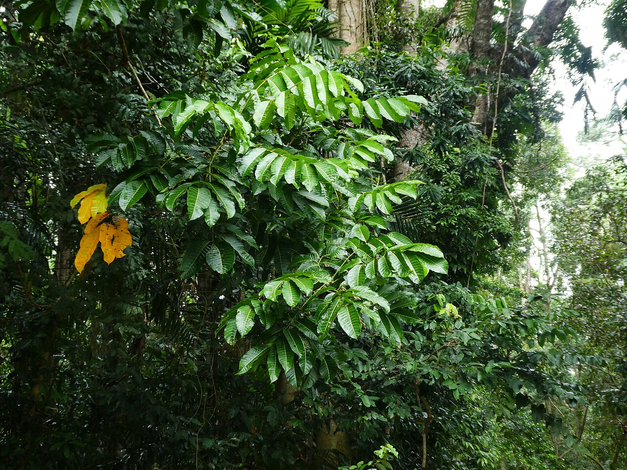 Canarium acutifolium: Canarium acutifolium foliage. Cairns , Queensland, May 2024