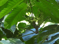 Canarium acutifolium (Canarium acutifolium)