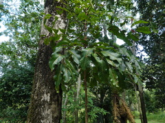 Canarium acutifolium (Canarium acutifolium)