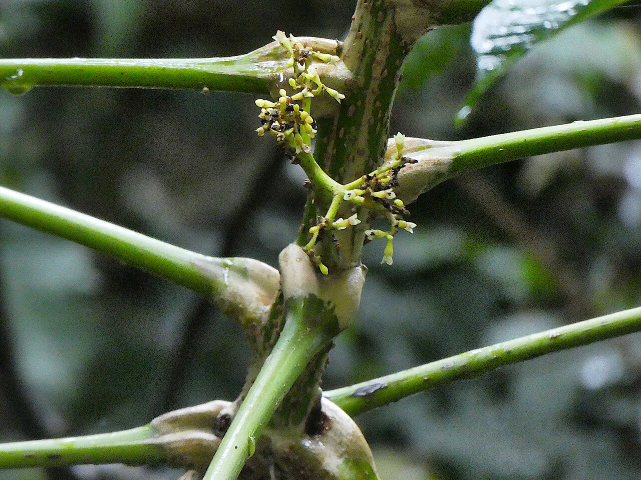 Canarium acutifolium: Canarium acutifolium flowers. Cairns , Queensland, May 2024