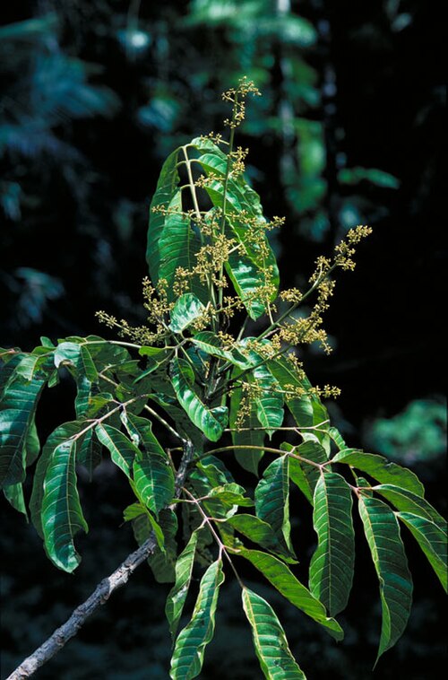 Canarium acutifolium: Canarium acutifolium foliage and flowers