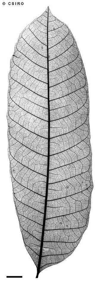 Canarium acutifolium: Canarium acutifolium, x-ray of leaf