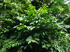 Canarium acutifolium (Canarium acutifolium)