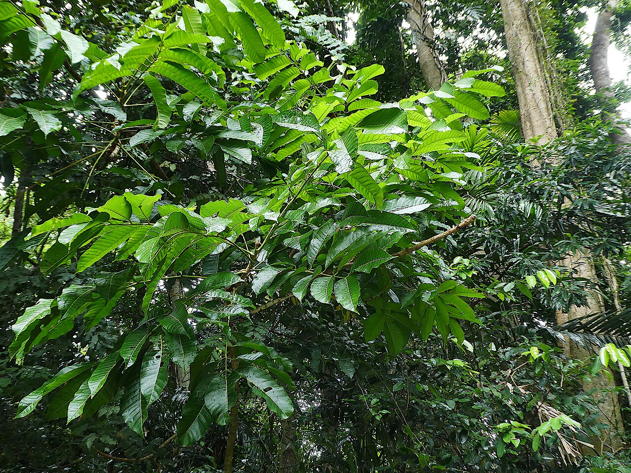 Canarium acutifolium: Canarium acutifolium foliage in riparian rainforest. Cairns , Queensland, May 2024