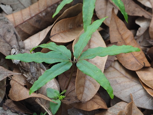 Chinese white olive (Canarium album)