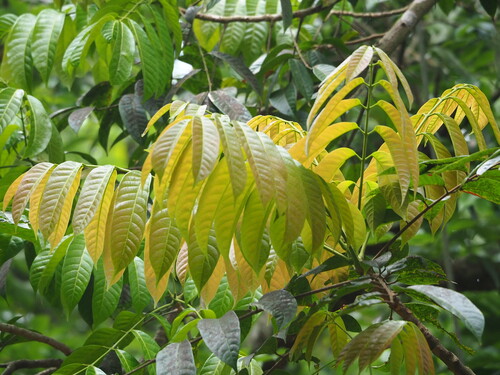 Chinese white olive (Canarium album)