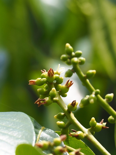 Chinese white olive (Canarium album)