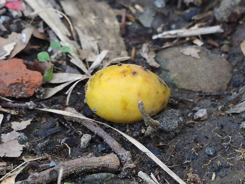 Chinese white olive (Canarium album)