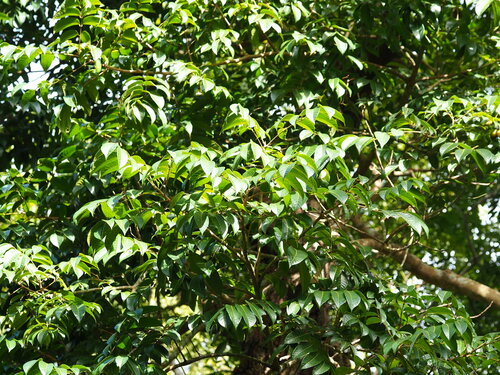Chinese white olive (Canarium album)