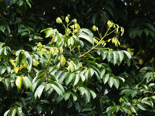 Chinese white olive (Canarium album)