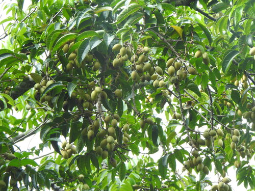 Chinese white olive (Canarium album)