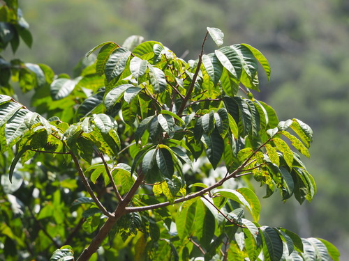 Chinese white olive (Canarium album)