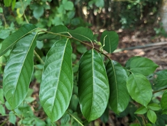 Chinese white olive (Canarium album)