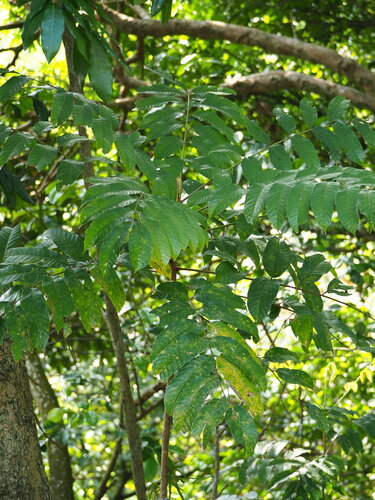 Chinese white olive (Canarium album)