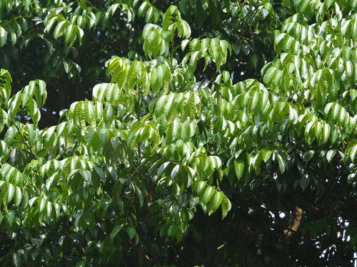 Chinese white olive (Canarium album)