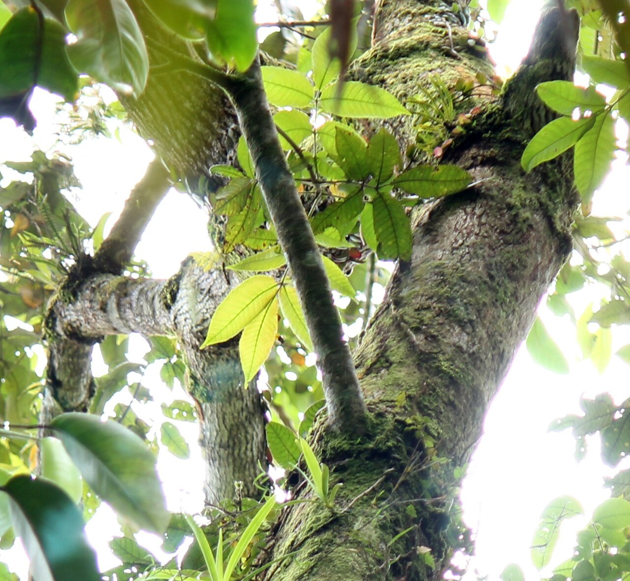 Canarium asperum: Canarium asperum at Mount Masarang, North Sulawesi