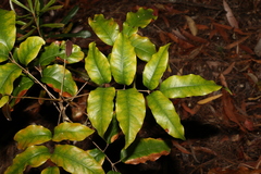 Canarium australasicum (Canarium australasicum)